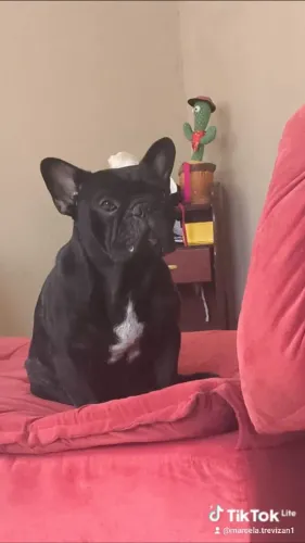 Buldogue francês macho adulto 