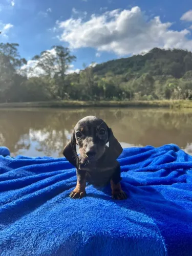 filhote Dachshund macho miniatura