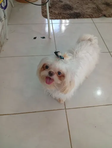 Shintuz macho procurando namorada