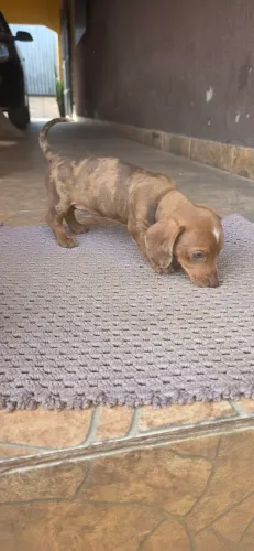 Cachorro disponível 