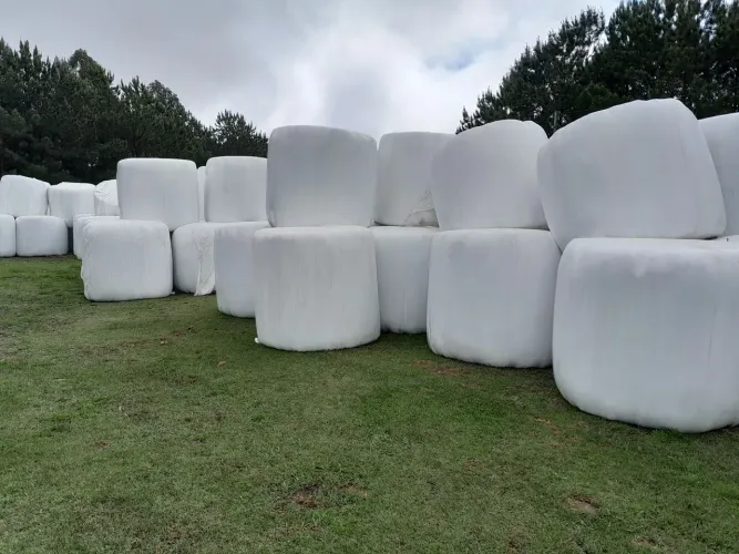 Garçon de Vacas ! Pré Secado p/ Alimentação d Bovinos & Equinos