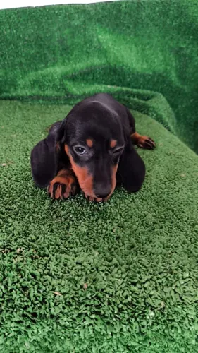 LINDO BASSET PRETO E CANELA