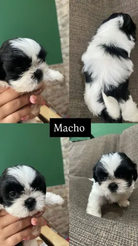 Filhotes de Shih tzu | Cheio de curiosidade.