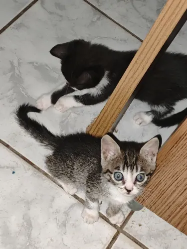 Doa-se gatinhos