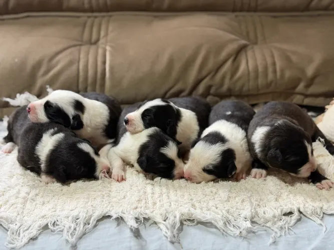 Filhote de Bordier Collie