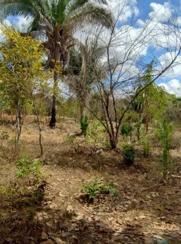 Terreno comunidade Glória em Timon