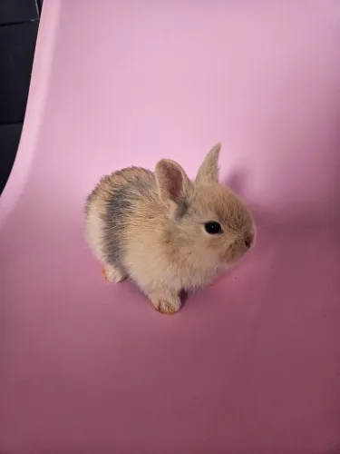 Coelhinhos