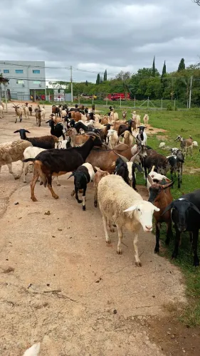 Vendo cabrito e carneiro 