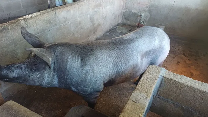 Porca