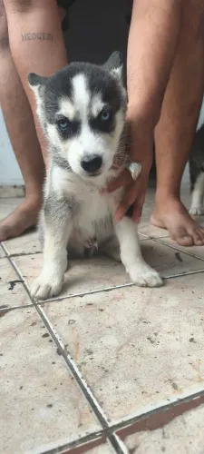Filhote de husky siberiano 