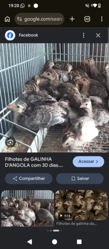 Galinha da Angola, saqué Gigante