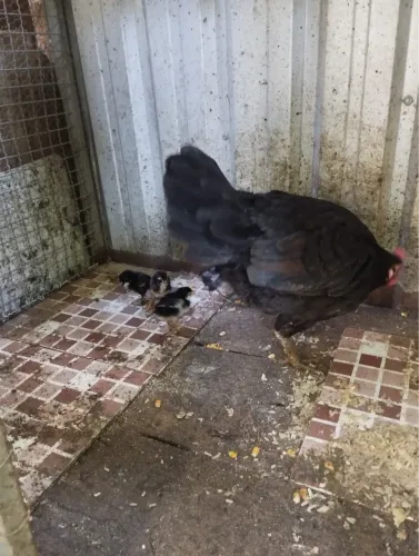 Galinha com 5 pintinhos e duas Patas
