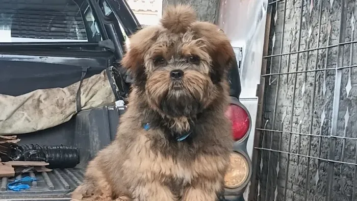 Cachorro Yorkshire 