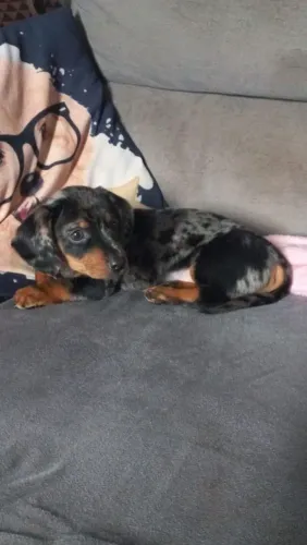 Filhote Dachshund
