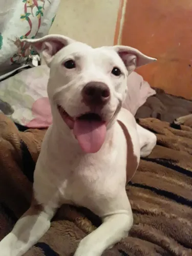 Estou doando uma pitbull femia 