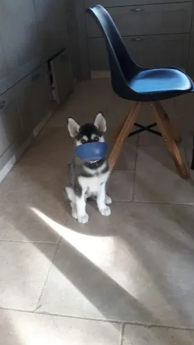 Husky siberiano Filhotinho aguardando uma nova família