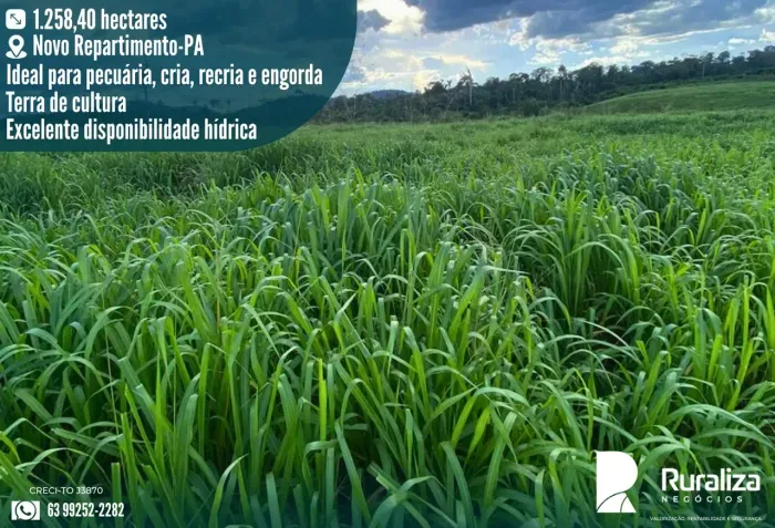 FAZENDA 260 ALQUEIRES | CRIA, RECRIA E ENGORDA | RIBEIRÃO E REPRESAS