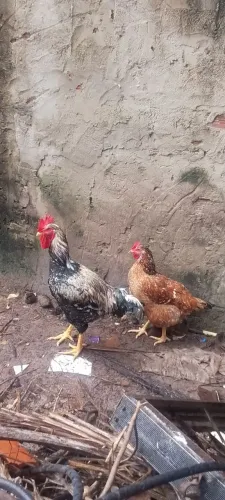 Casal de Galinhas GSB