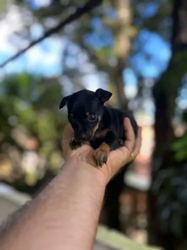 Filhote Pinscher fêmea mini