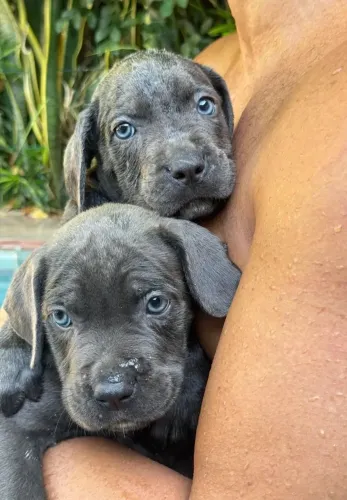 Filhotes de Cane Corso - Ninhada nascida 18/12/25!