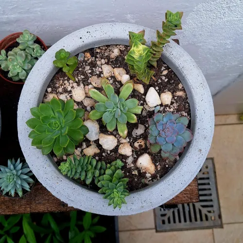 Arranjo de suculentas