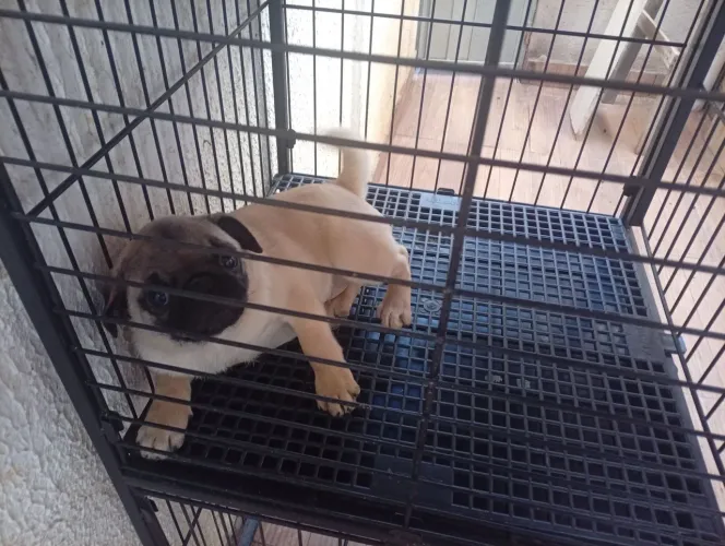 Cachorro 