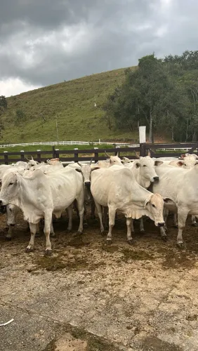 VACAS NELORE