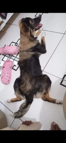 Cadela pra adoçao. Raça husky siberiano com pastor alemão!! 