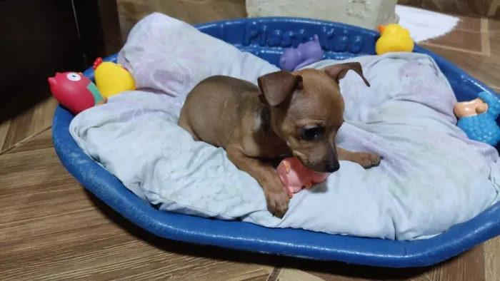 Vendo pinsche 2 fêmea