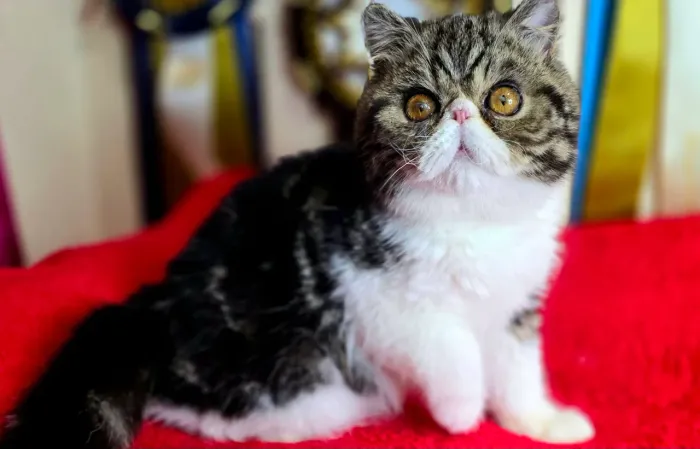 Filhote de gato persa