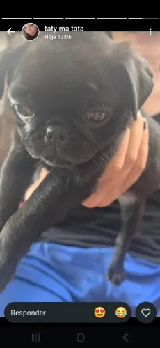 Pug preta femea
