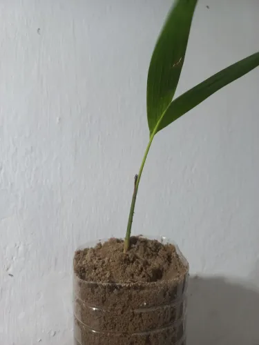 Mudas de Palmeira Imperial