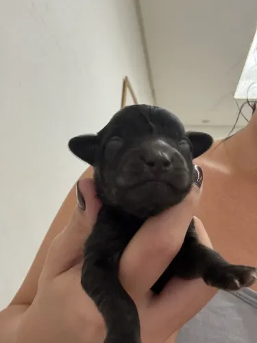 Cachorro Podler