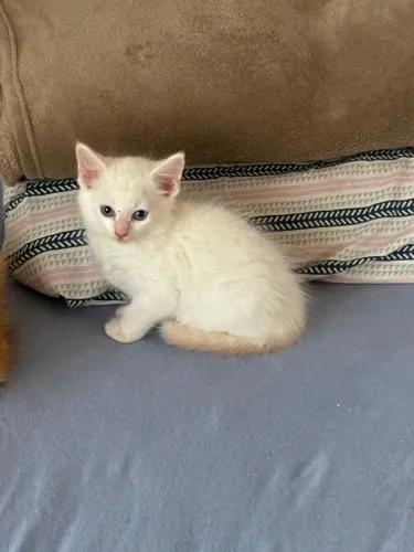 Doção de gatinho