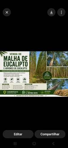 Malha de eucaliptos 