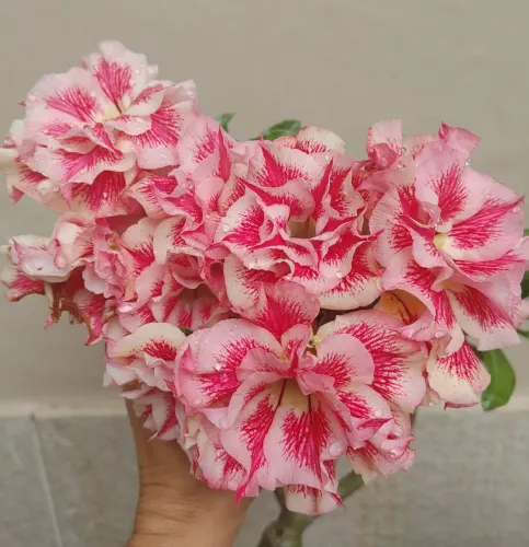 Rosa do Deserto