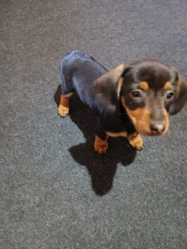 Filhote de basset