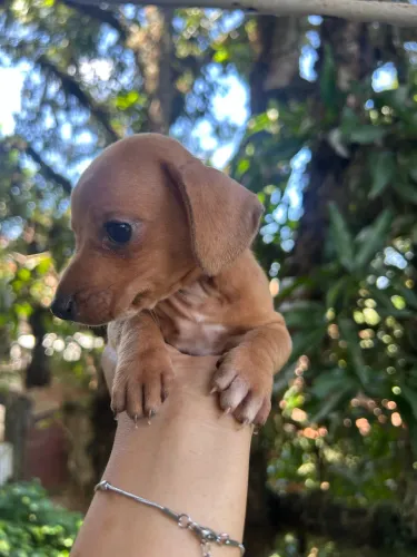 Dachshrund filhote (venda)