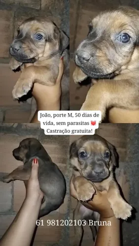 Macho filhote 50 dias