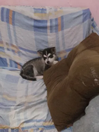 Para vender filhote de husky siberiano