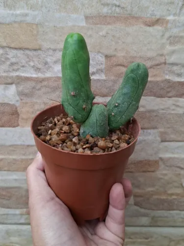 Cacto trichocereus Bridigesii + Mammillaria markisiana + vaso basset