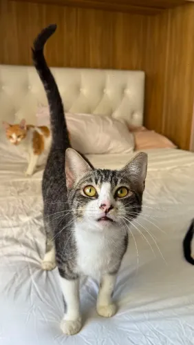 Gatinho amoroso para adoção