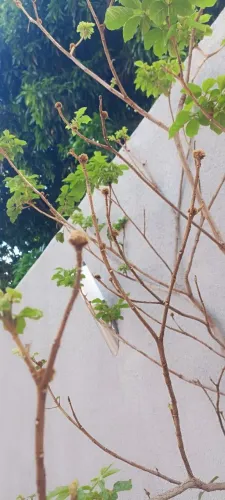 Pé de Ipê amarelo