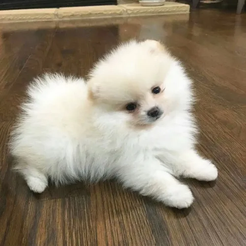 Spitz alemão Um filhote esperando por uma familia cheia de amor