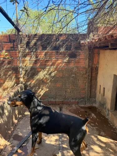 Doberman para cruza