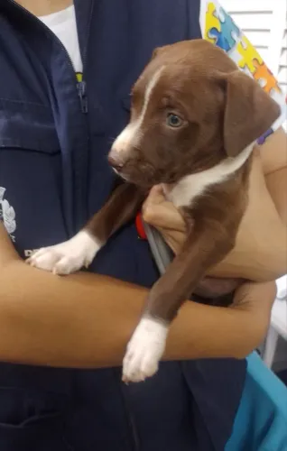 Filhote/ Pitbull com Labrador