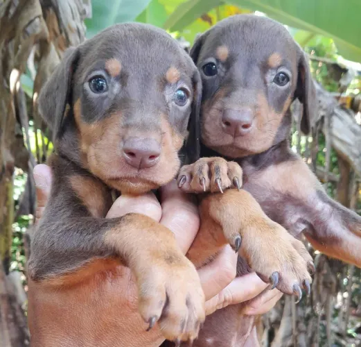 Dobermann