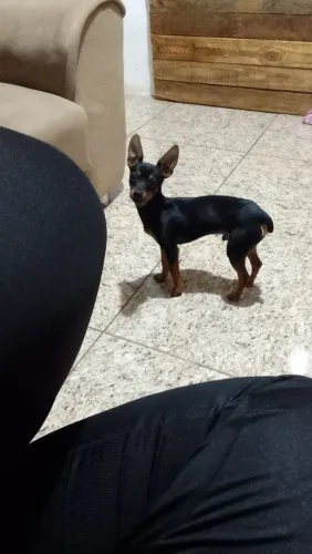 Vendo pincter número 01 