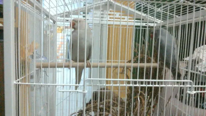 gaiola