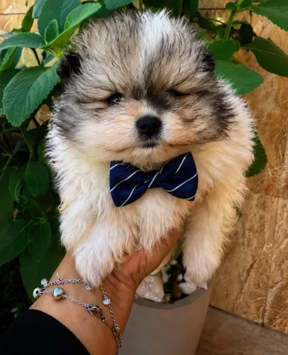 Lulu da pomerania 